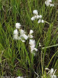 Attēlu rezultāti vaicājumam “Eriophorum gracile fruit”