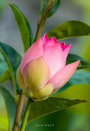 Attēlu rezultāti vaicājumam “Lotus sp. bud”