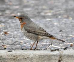 Image result for Turdus ruficollis