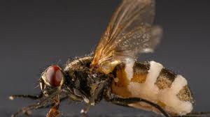 Attēlu rezultāti vaicājumam “Entomophthora”