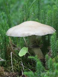 Attēlu rezultāti vaicājumam “Stropharia hornemannii”