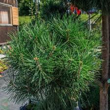 Attēlu rezultāti vaicājumam “Pinus sylvestris var. borussica”