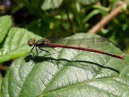 Attēlu rezultāti vaicājumam “Pyrrhosoma nymphula”