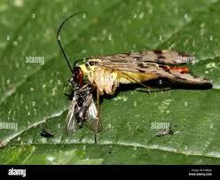 Attēlu rezultāti vaicājumam “Panorpa communis”