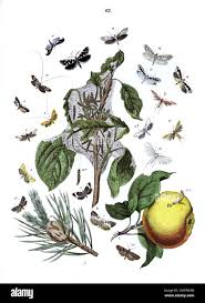 Attēlu rezultāti vaicājumam “Retinia resinella pupa”