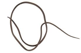 Attēlu rezultāti vaicājumam “Nematomorpha”