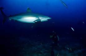 Image result for Carcharhinus albimarginatus