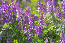 Attēlu rezultāti vaicājumam “Vicia tenuifolia flower”