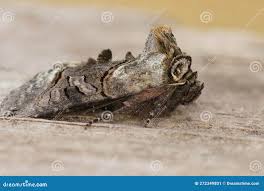 Attēlu rezultāti vaicājumam “Abrostola tripartita”