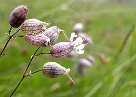 Image result for Silene vulgaris
