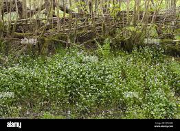 Attēlu rezultāti vaicājumam “Claytonia sibirica”