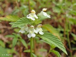 Image result for Galeopsis segetum
