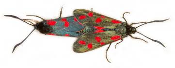 Attēlu rezultāti vaicājumam “Zygaena cocoon”