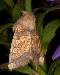 Attēlu rezultāti vaicājumam “Gortyna flavago”