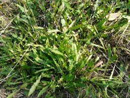 Attēlu rezultāti vaicājumam “Leontodon hispidus leaf”