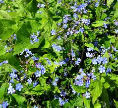 Attēlu rezultāti vaicājumam “Brunnera macrophylla”