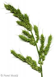 Attēlu rezultāti vaicājumam “Echinochloa crus-galli fruit”