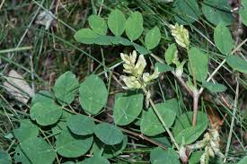 Attēlu rezultāti vaicājumam “Astragalus glycyphyllos”
