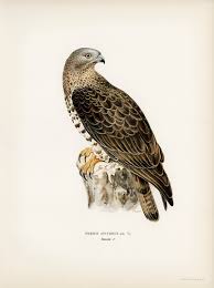 Attēlu rezultāti vaicājumam “Pernis apivorus”