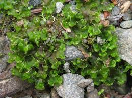 Attēlu rezultāti vaicājumam “Licea pusilla”