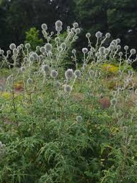 Image result for Echinops spaerocephalus
