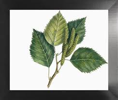 Attēlu rezultāti vaicājumam “Betula pubescens leaf”