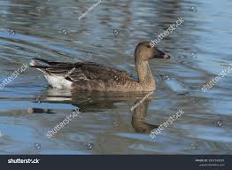 Attēlu rezultāti vaicājumam “Anser serrirostris”