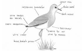 Image result for Vanellus leucurus