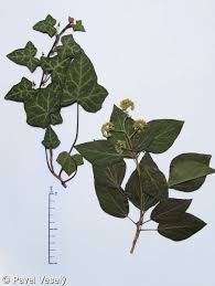 Attēlu rezultāti vaicājumam “Hedera helix”