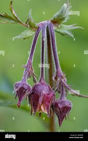 Attēlu rezultāti vaicājumam “Geum rivale bud”