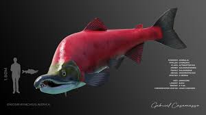 Image result for Oncorhynchus nerka