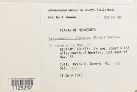 Attēlu rezultāti vaicājumam “Drepanocladus aduncus var. polycarpon”