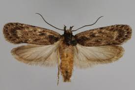 Attēlu rezultāti vaicājumam “Depressaria depressana”