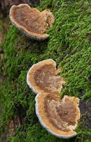 Attēlu rezultāti vaicājumam “Daedalea quercina”