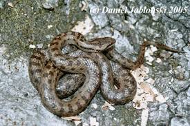 Attēlu rezultāti vaicājumam “Coronella austriaca”