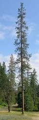 Attēlu rezultāti vaicājumam “Pinus ponderosa”