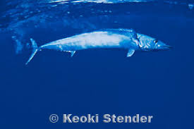 Image result for Acanthocybium solandri