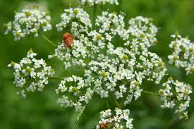 Attēlu rezultāti vaicājumam “Chaerophyllum aromaticum flower”