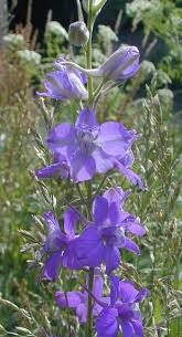 Image result for Delphinium consolida