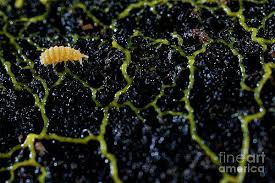 Attēlu rezultāti vaicājumam “Physarum penetrale macro”