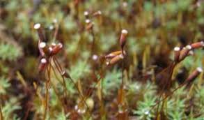 Attēlu rezultāti vaicājumam “Orthotrichum patens sporophyte”