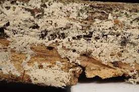 Attēlu rezultāti vaicājumam “Corticium roseum”