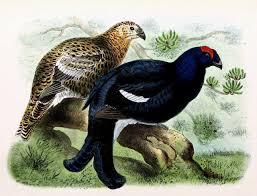 Image result for Tetrao tetrix