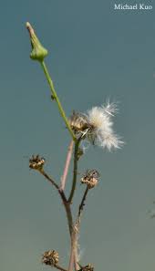 Attēlu rezultāti vaicājumam “Sonchus asper leaf”