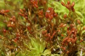 Attēlu rezultāti vaicājumam “Weissia brachycarpa”