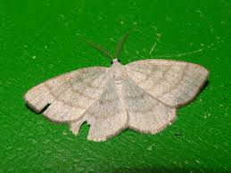 Attēlu rezultāti vaicājumam “Cabera exanthemata”