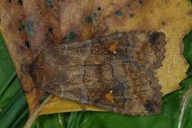 Attēlu rezultāti vaicājumam “Eupsilia transversa”