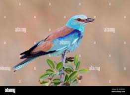 Attēlu rezultāti vaicājumam “Coracias garrulus adult”