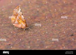 Attēlu rezultāti vaicājumam “Selenia dentaria imago”