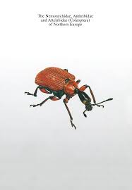 Attēlu rezultāti vaicājumam “Attelabidae”